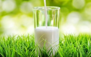 what-is-a2-milk-and-what-are-its-benefits