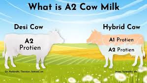 A2 Cow Milk in Delhi