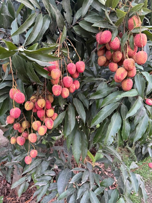 100% Organic Litchis - Image 3