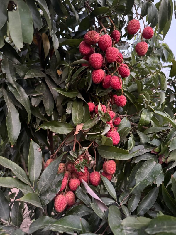 100% Organic Litchis - Image 4