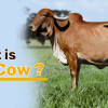 what is gir cow?