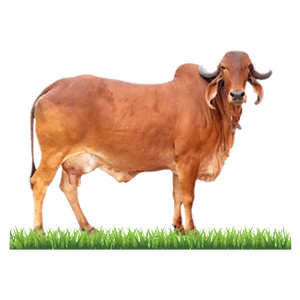 Gir Cow