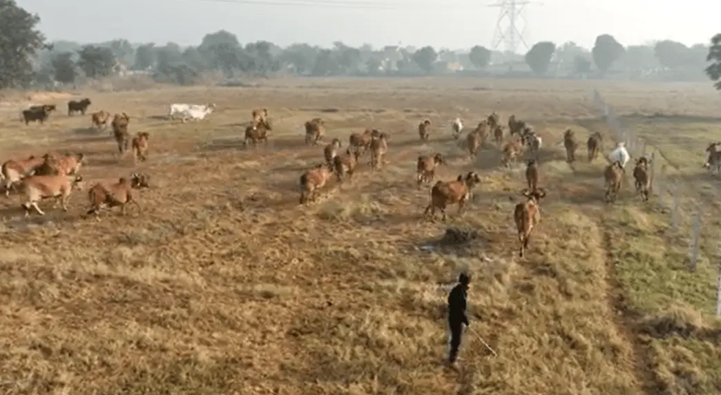 happy cows are in open ground