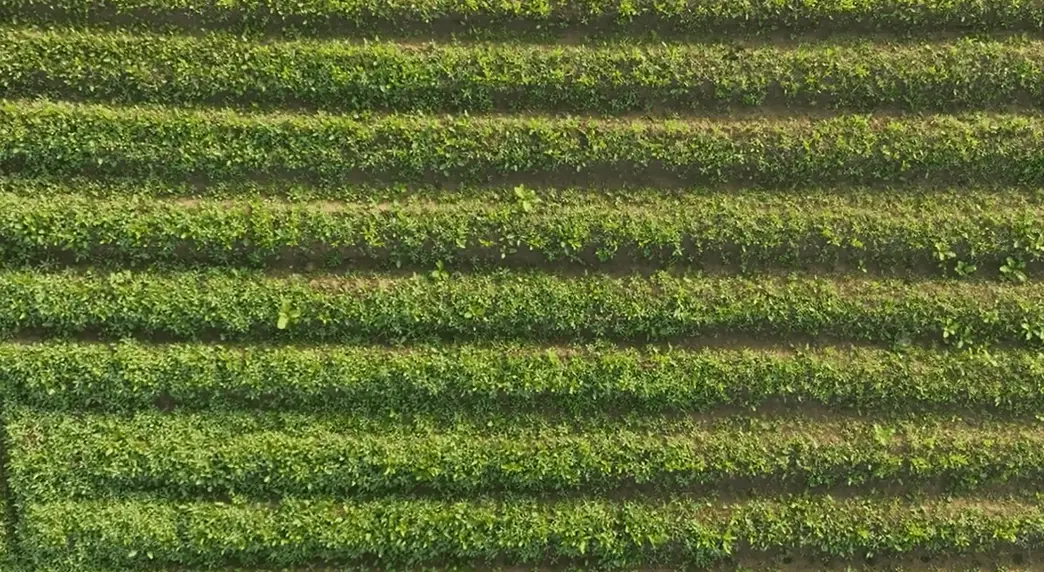 gir field where we grow herbs for cows