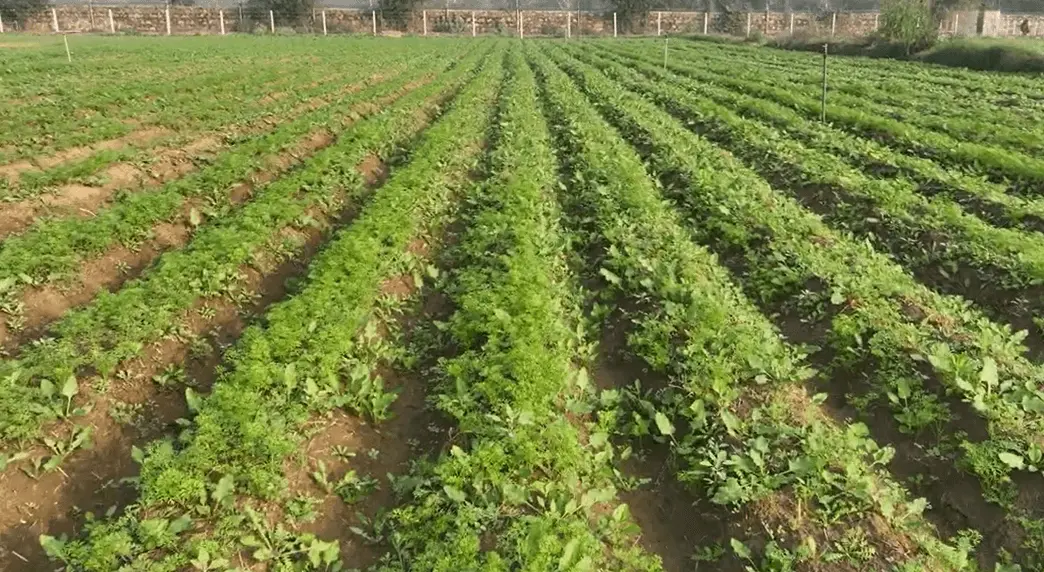 herbs for cows feed